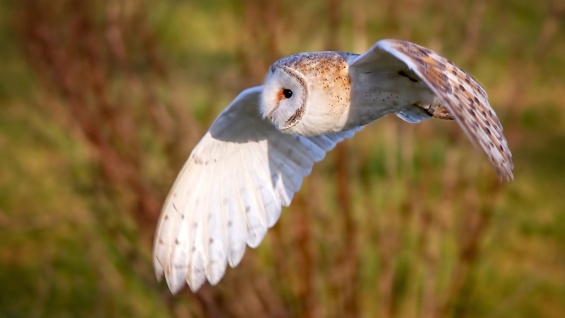 布伦森教科书级表现引领雄鹿惊天逆转快船