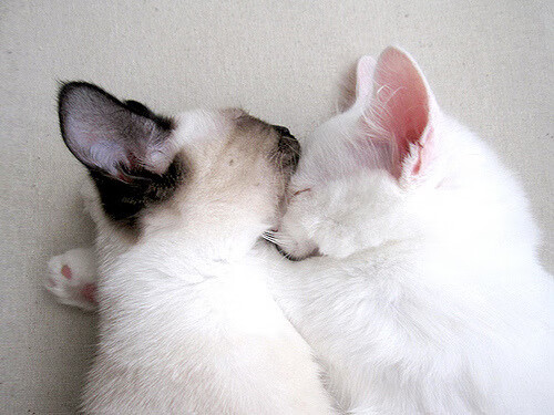 史诗对决与历史时刻，阿劳霍打破纪录助土耳其力克芬兰