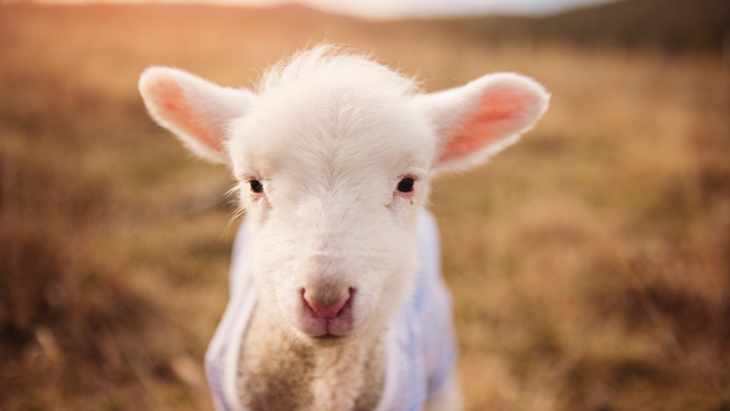 体育智慧无国界，从德甲争冠战到中国男篮单节制胜尤文