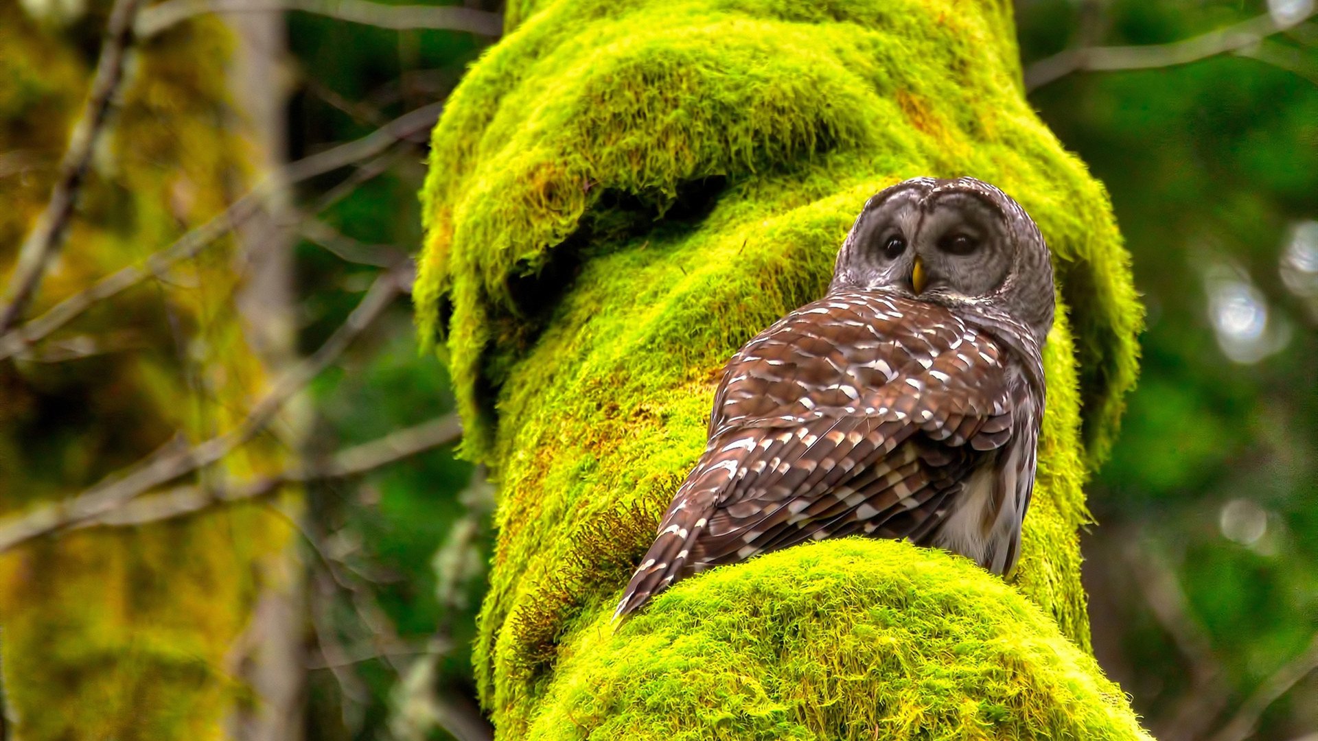 双城记，绝杀风暴席卷欧洲，楚阿梅尼于亚平宁赛场封神