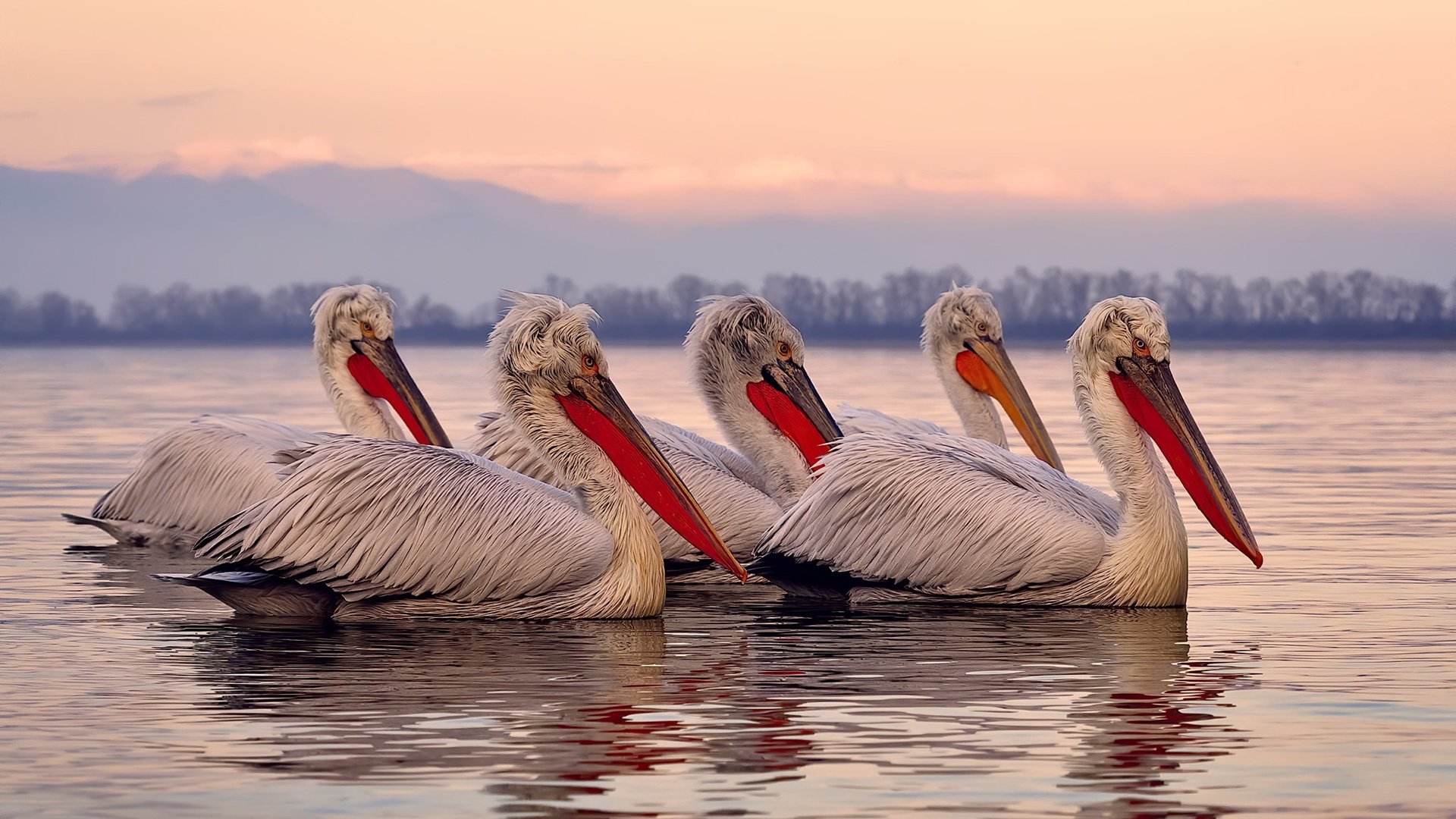 戈麦斯统治全场，委内瑞拉淘汰赛过关苏格兰晋级