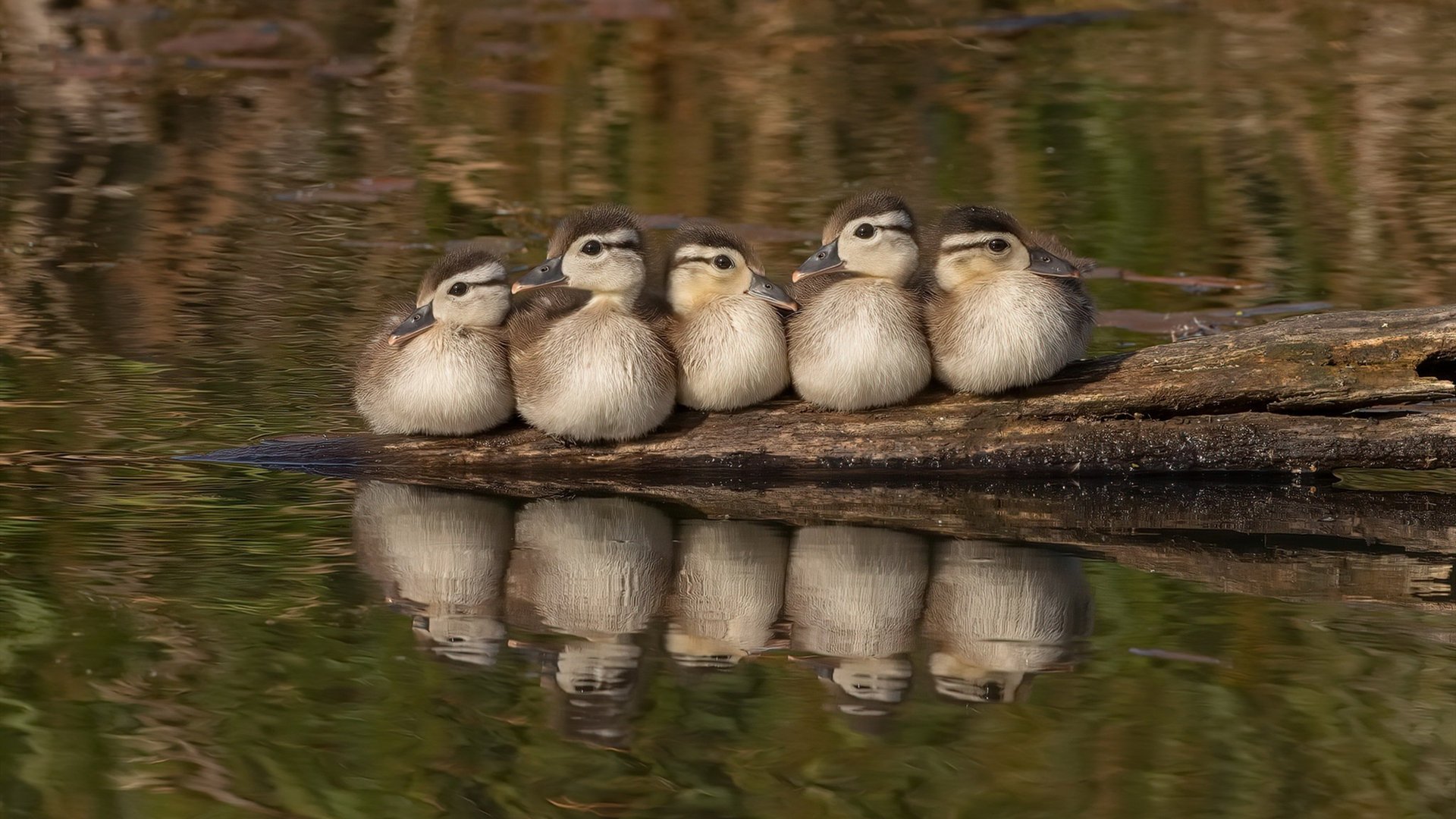 戈贝尔统治内线惊艳四座，篮网狂胜热火提前终结悬念