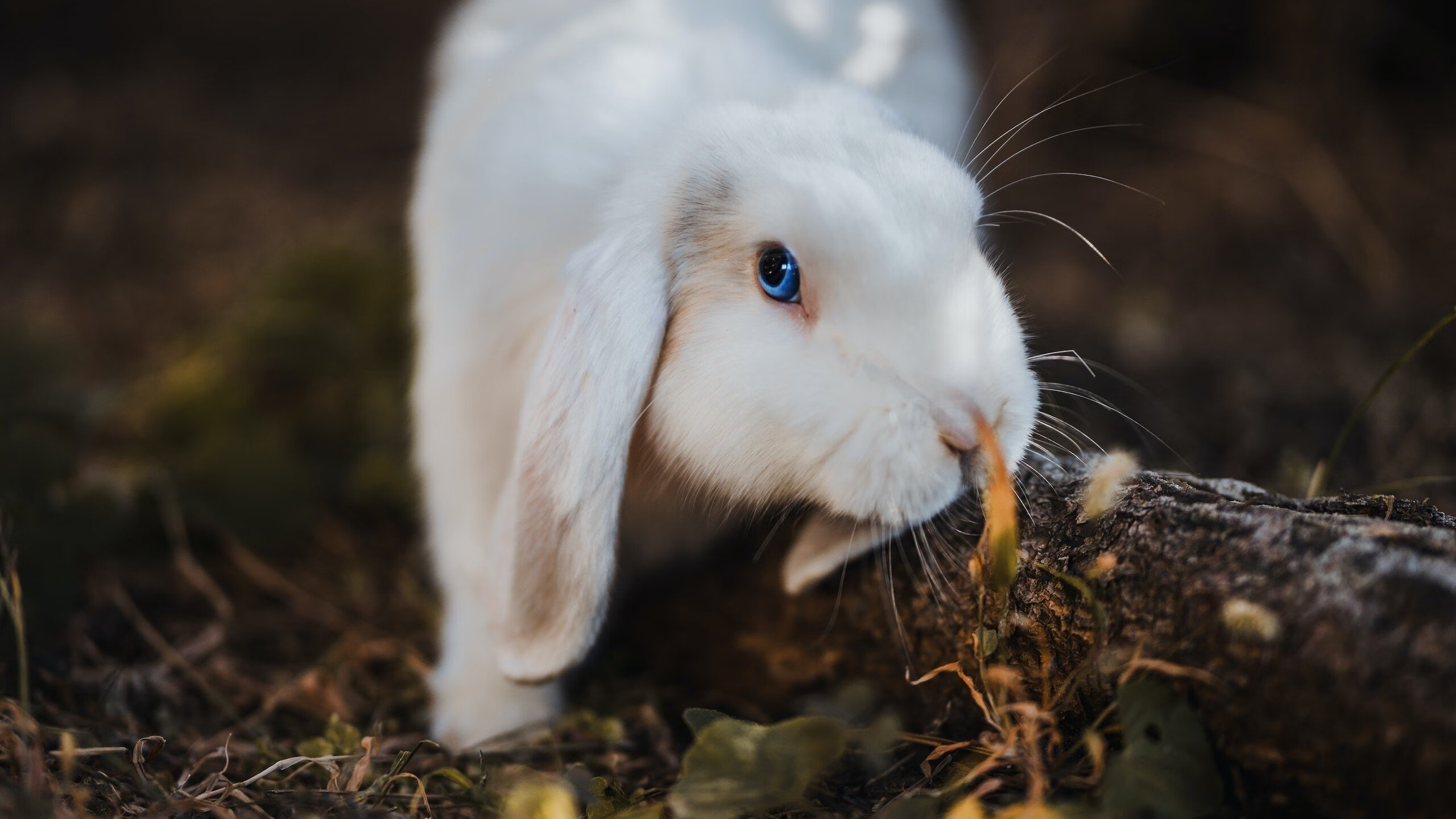 罚下尼日利亚！若日尼奥的点球魔法如何撕碎非洲雄鹰