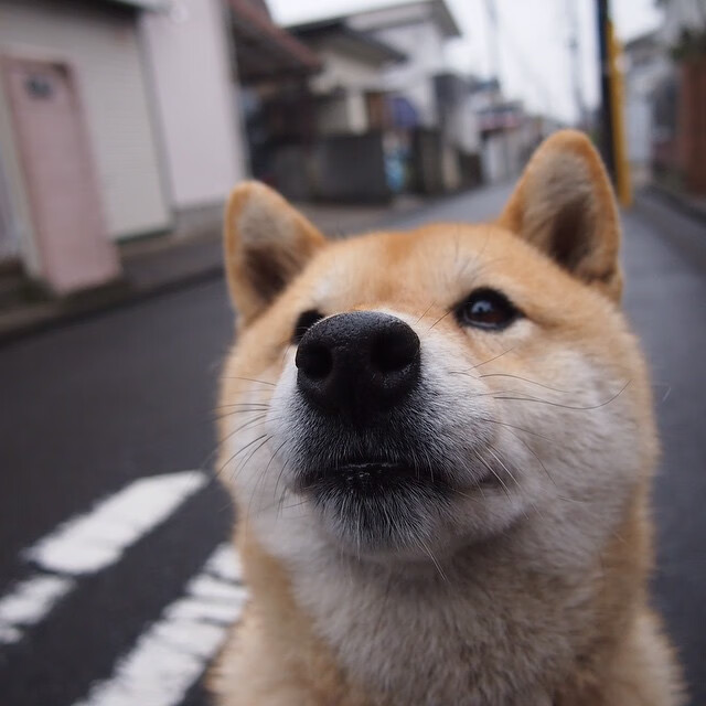 北欧海盗用战术铁律绞杀太极虎,丹麦提前三十分钟终结2026世界杯悬念