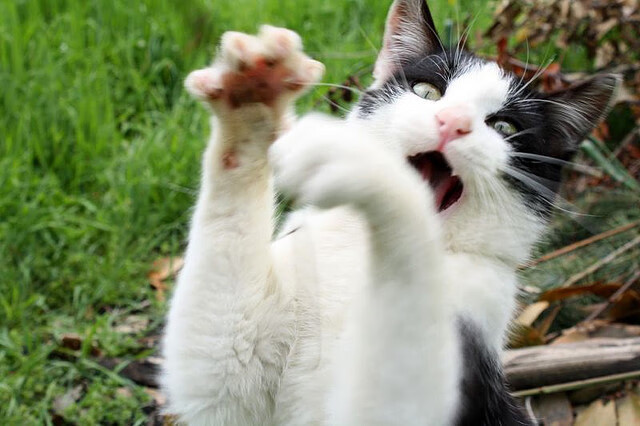 足球世界的双重奏,瑞士碾压乌拉圭,久保建英在意甲焦点战接管比赛