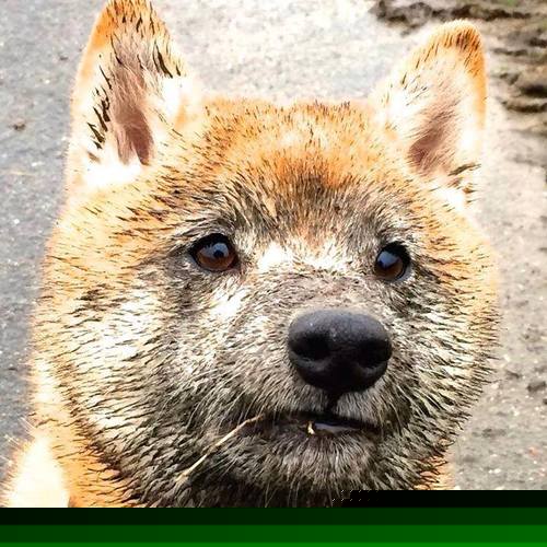 天方夜谭,当山西男篮隔空遭遇拉文,无解二字怎写就?