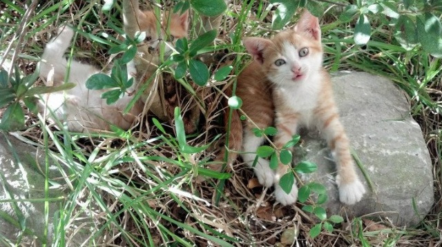 戈贝尔节奏完全掌控，巨塔阴影下，吉林队如何突袭黄蜂巢穴？