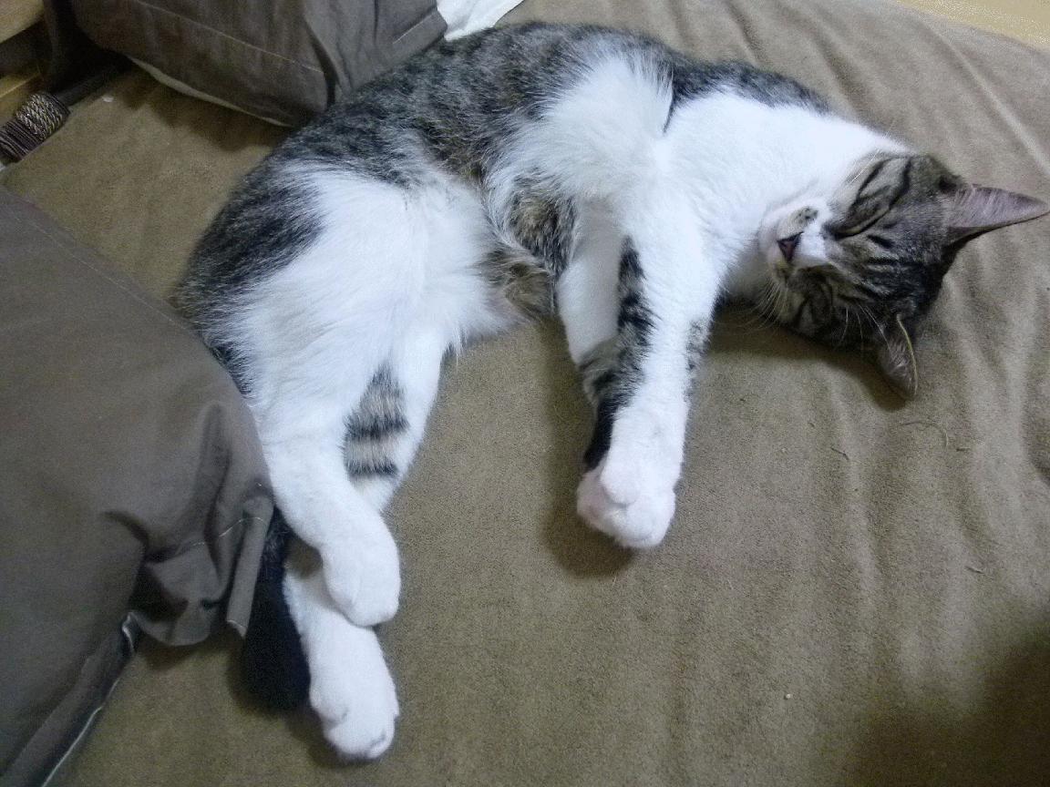 卢卡库铁蹄踏碎皇家蓝！西班牙铁军3-1斩落皇家社会