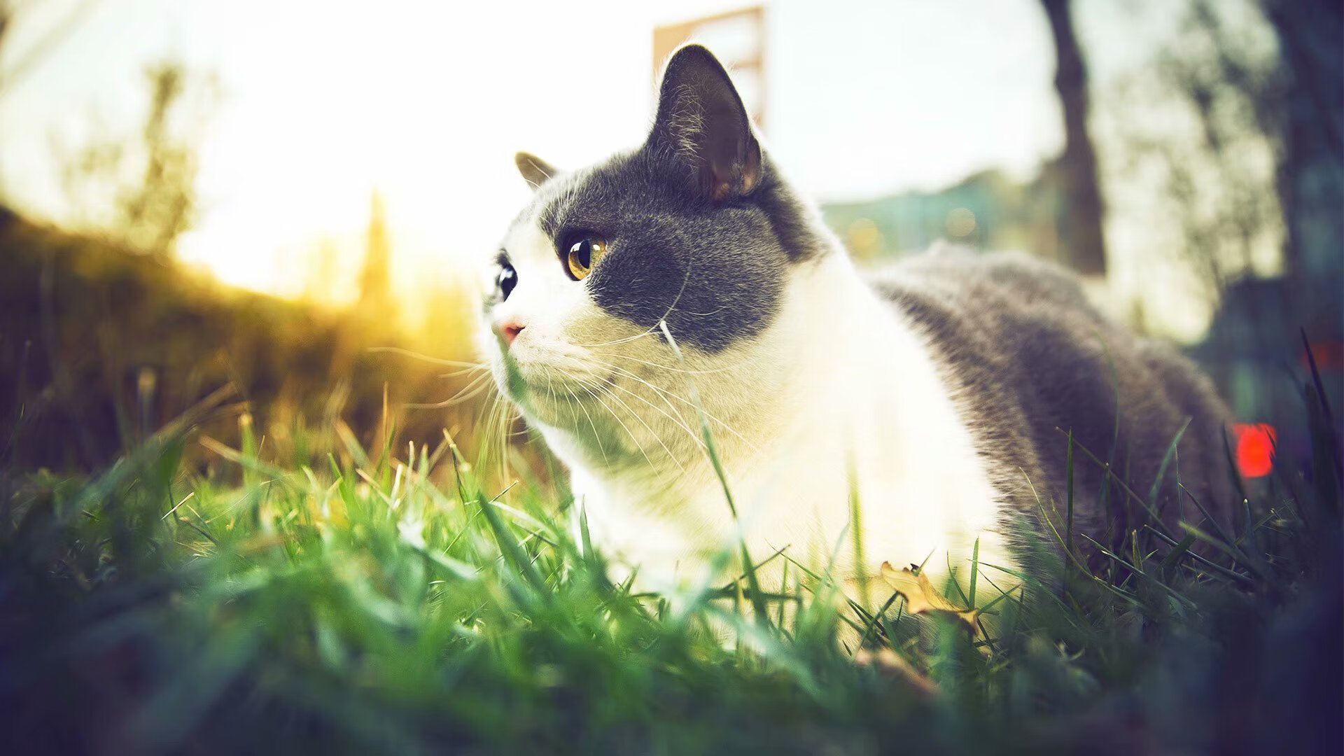 世俱杯时间-非洲杯烽烟再起，马里击溃突尼斯，阿尔瓦雷斯一锤定音