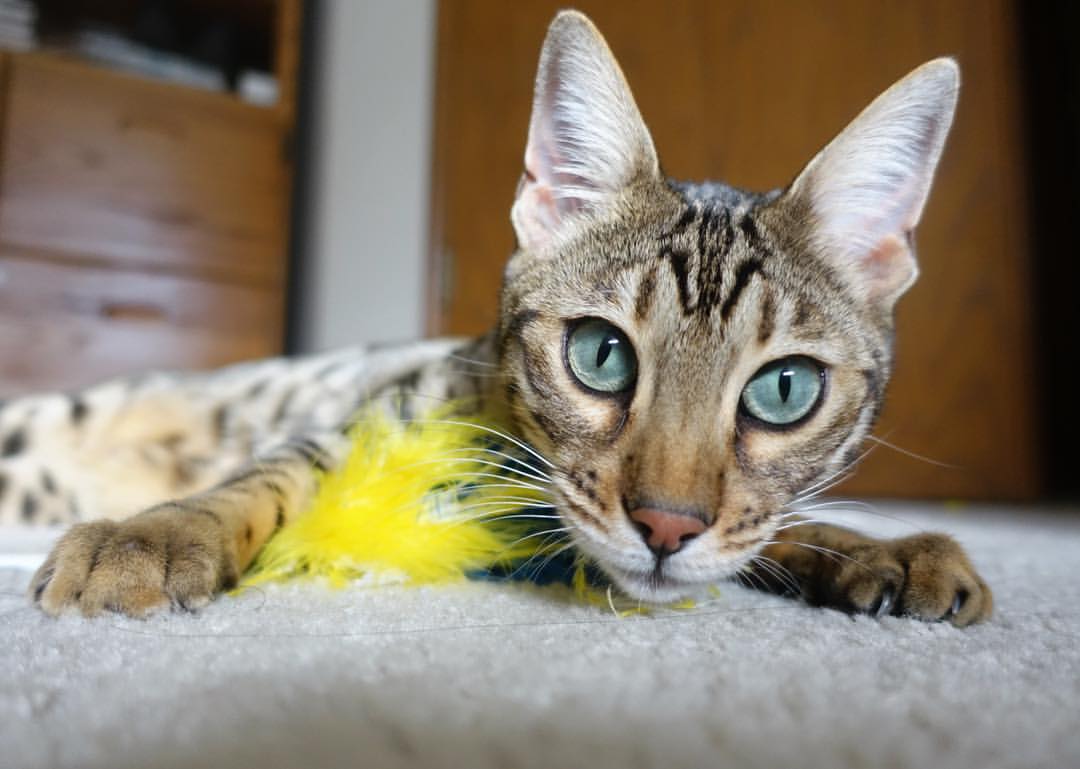 孤星映京华，福克斯用完美表现照亮太阳队胜利之路