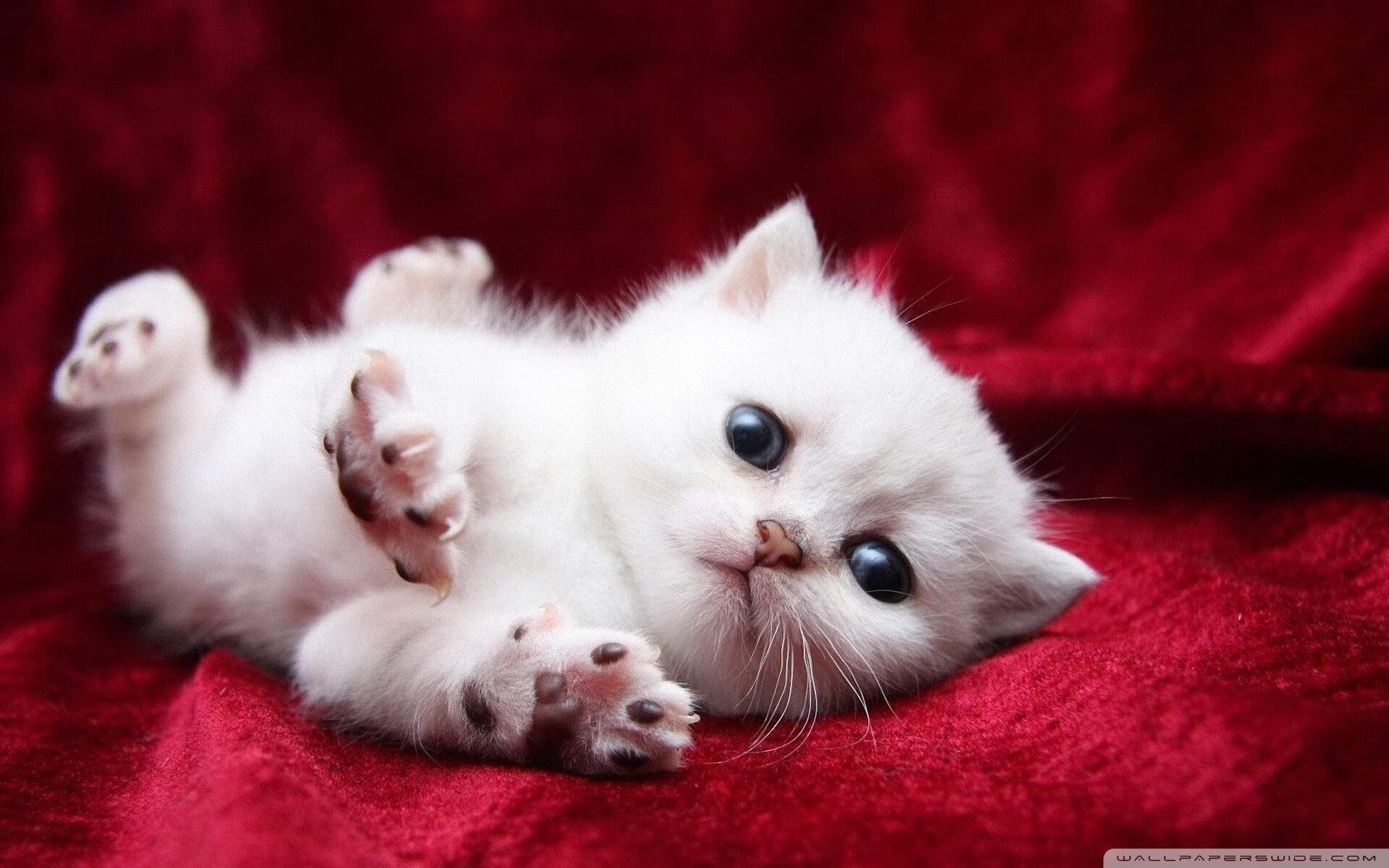 半决赛之夜,当足球圣殿升起篮球的星辰