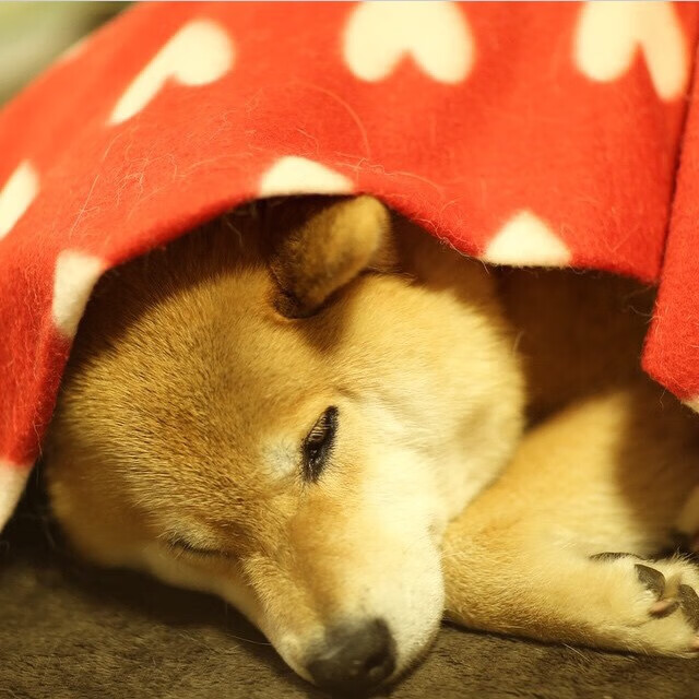 孤胆英雄！武切维奇扛起浙江队，独木成林的篮球奇迹