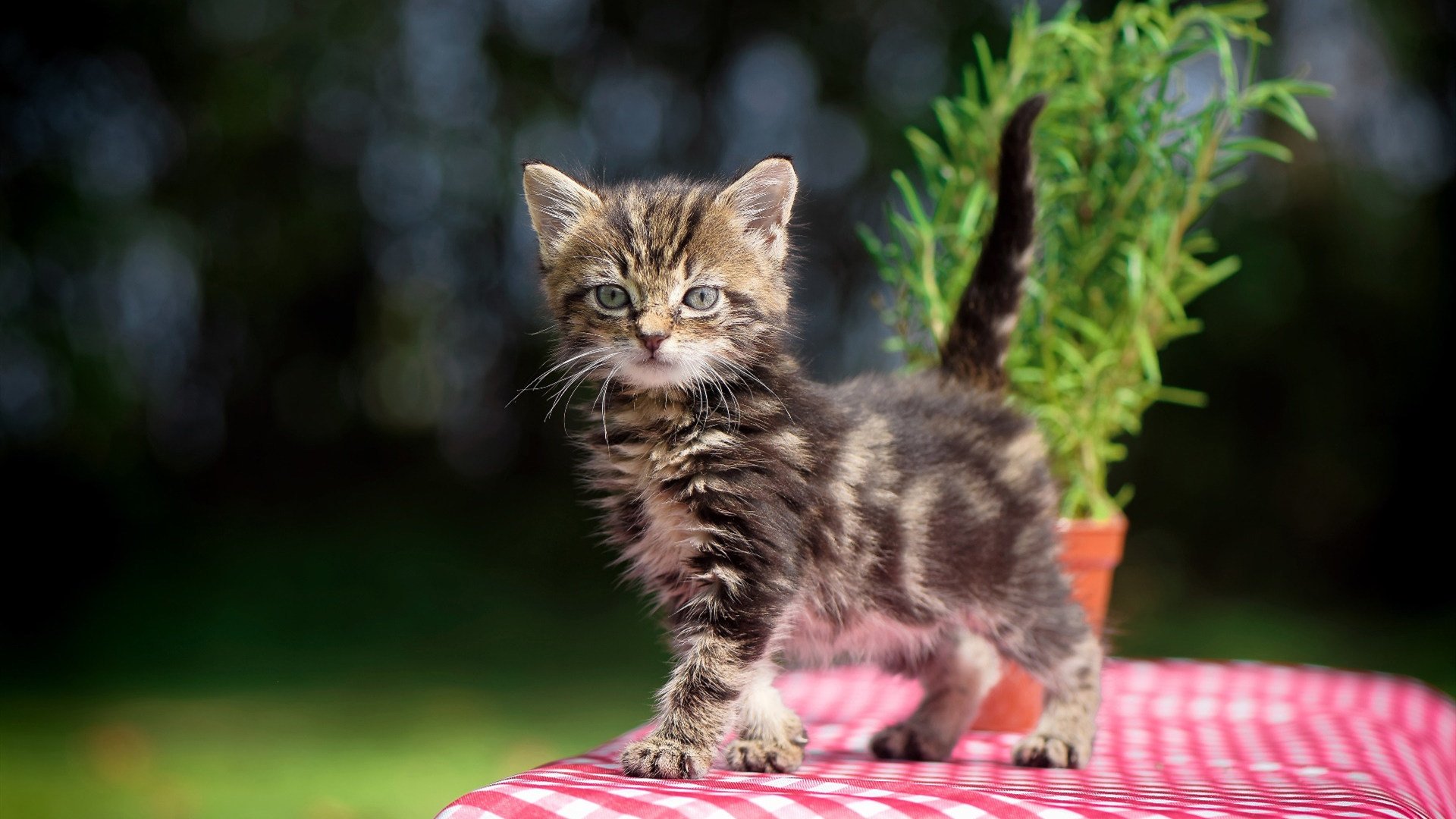 斗牛士的红布与探戈舞步，一场属于加维的身份错位之战