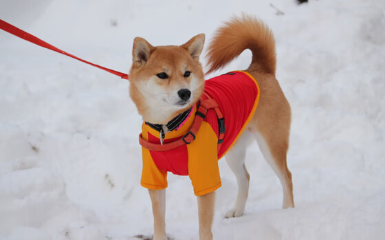 一球定乾坤,文班亚马的绝杀如何撼动世界篮球版图