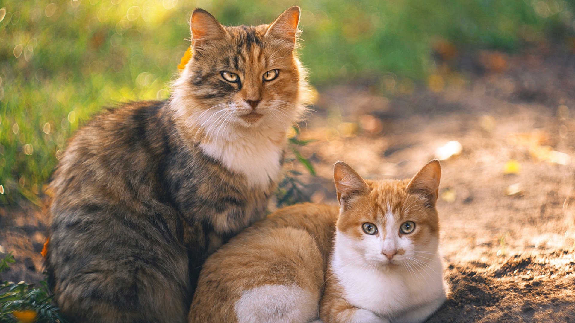 绿茵与硬木的共振，当灰熊的铁血闯过国王的华彩殿堂