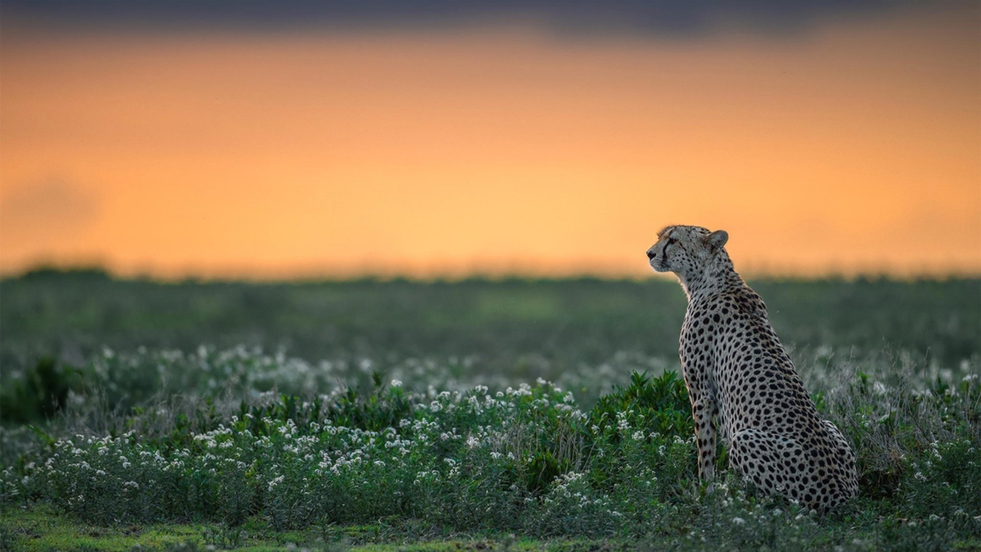 绝杀时刻,拉文压哨三分助公牛险胜篮网,化身关键先生