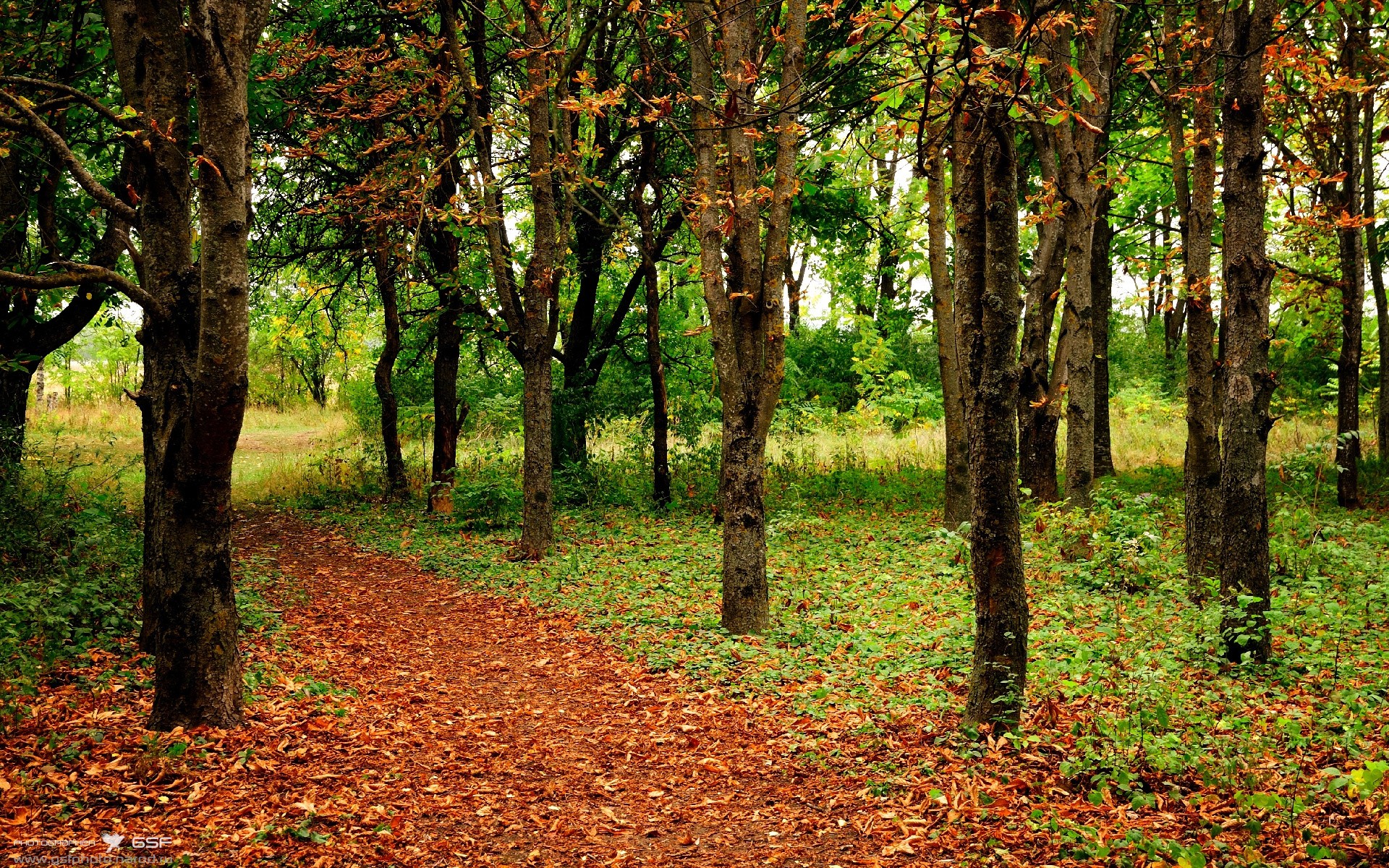 罗德里戈独奏，牙买加节奏雷鬼波兰战车