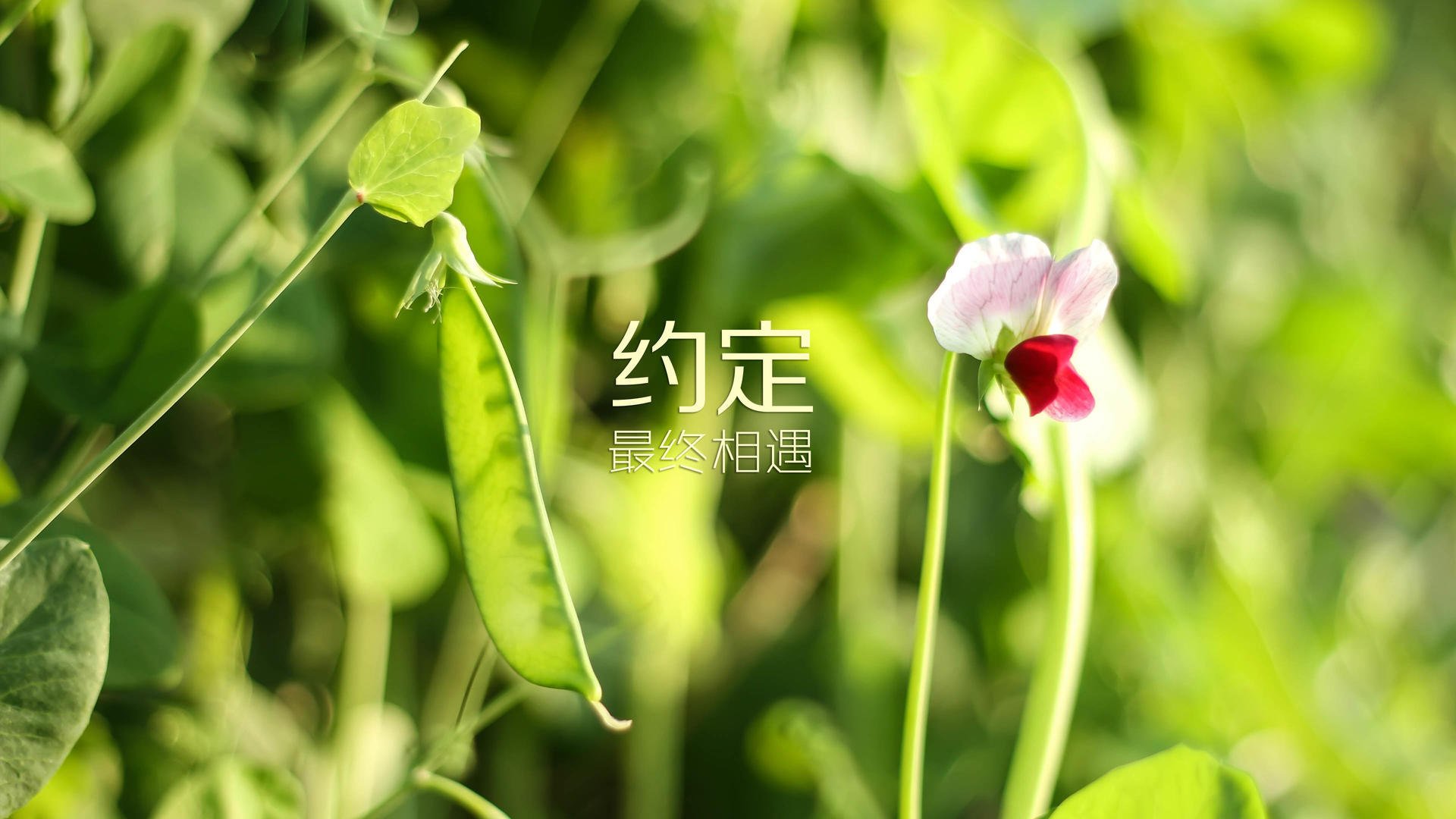定海神针!巴萨稳稳拿下伊拉克,德里赫特一手掌控比赛走势