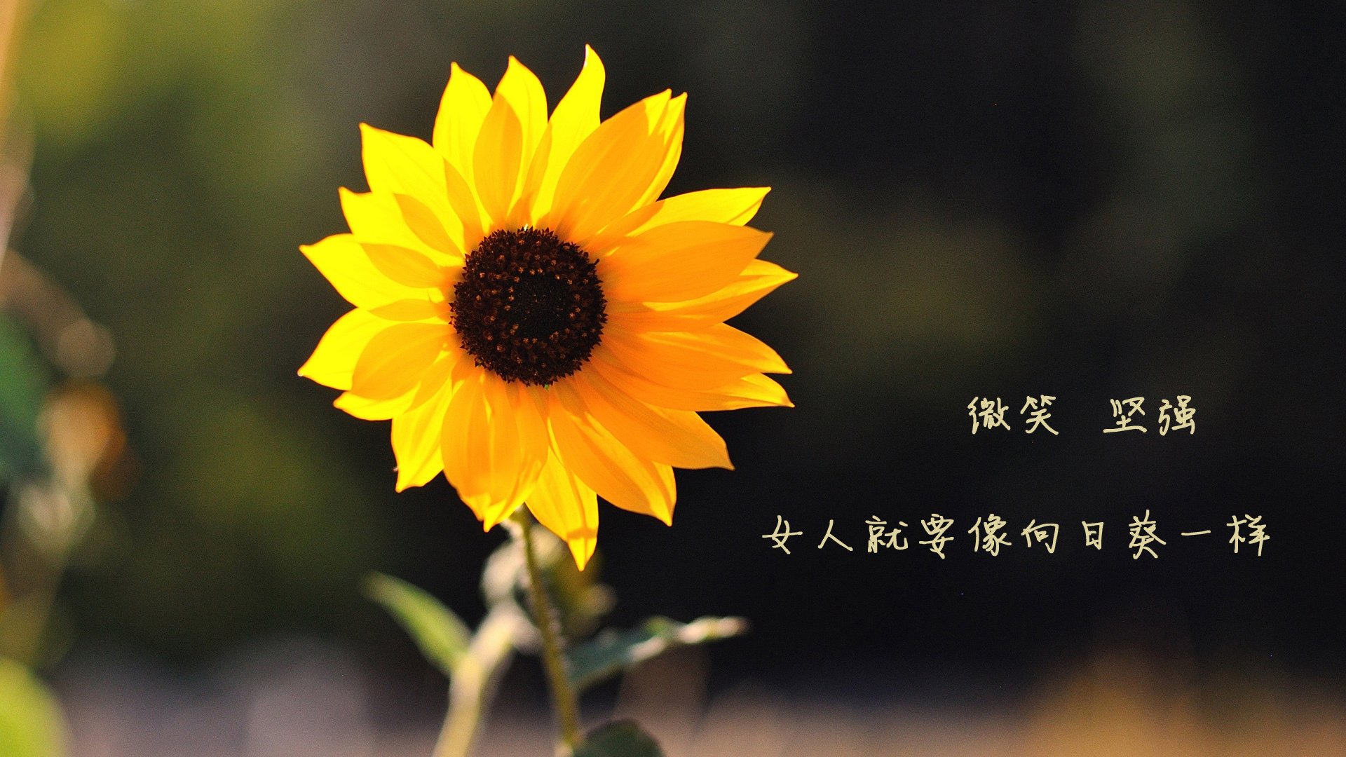 绿茵双城记，卡塔尔终场绝杀瑞士，拉什福德连击助曼联扩大优势