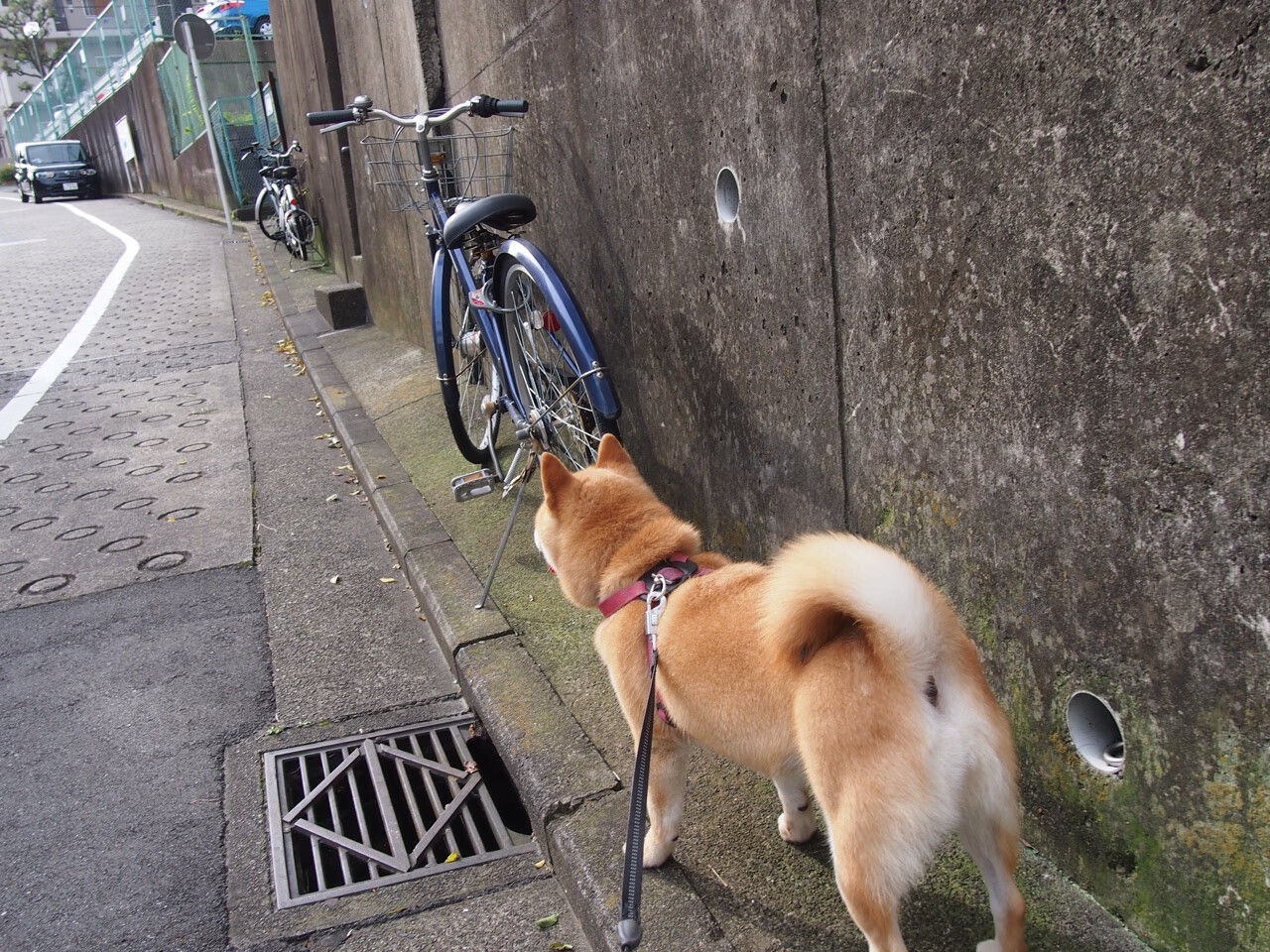 北京队关键战力克活塞，哈登神勇表现提前终结悬念